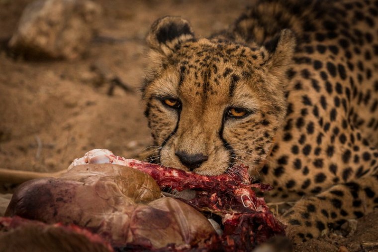 047 Tshukudu Private Game Reserve, jachtluipaard.jpg